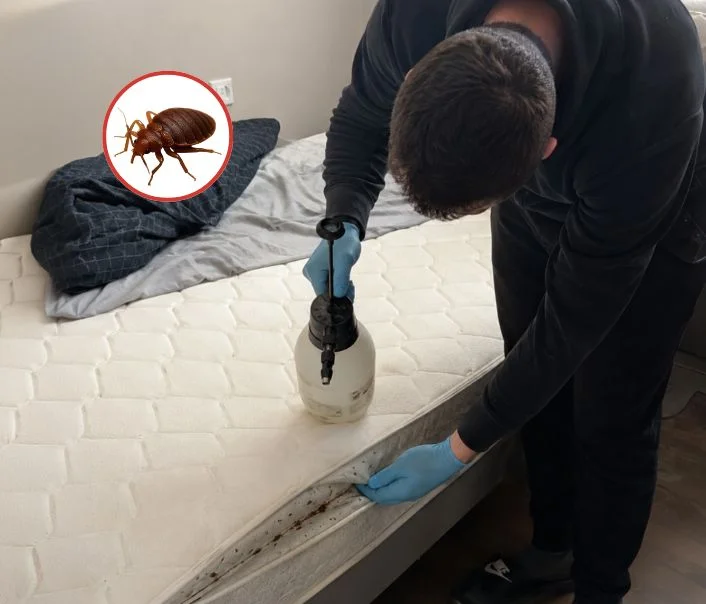 Technicien traitant un matelas contre les punaises de lit à Bailly